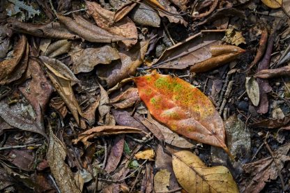 <b> Faszination Waldfotografie: </b> von faszinierenden Details bis zu beeindruckenden Gesamtaufnahmen – Bild 4
