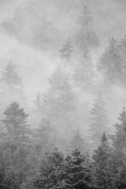 <b> Faszination Waldfotografie: </b> von faszinierenden Details bis zu beeindruckenden Gesamtaufnahmen – Bild 3