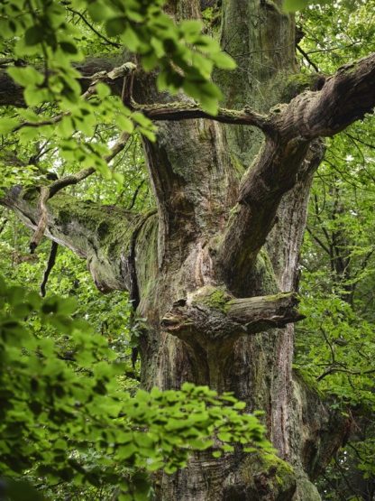 <b> Faszination Waldfotografie: </b> von faszinierenden Details bis zu beeindruckenden Gesamtaufnahmen – Bild 5