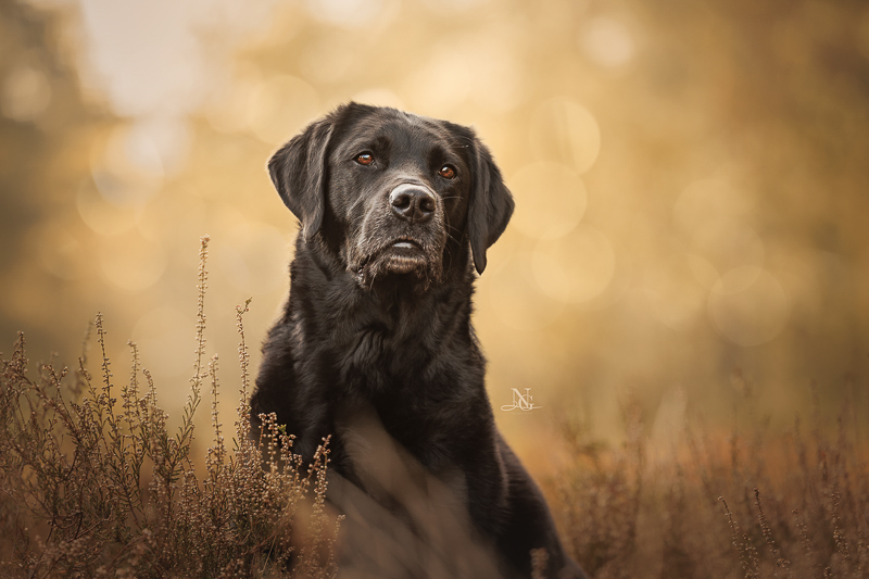 <b>Workshop Tierfotografie mit Nadine Grove </b><br>Samstag, 25.10.2025 – Bild 4