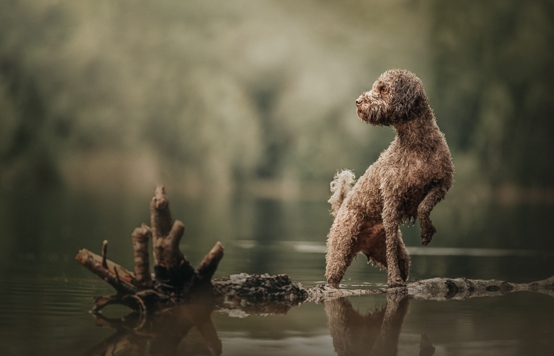 <b>Workshop Tierfotografie mit Nadine Grove </b><br>Samstag, 25.10.2025 – Bild 2