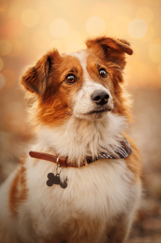 <b>Workshop Tierfotografie mit Nadine Grove </b><br>Samstag, 25.10.2025 – Bild 3