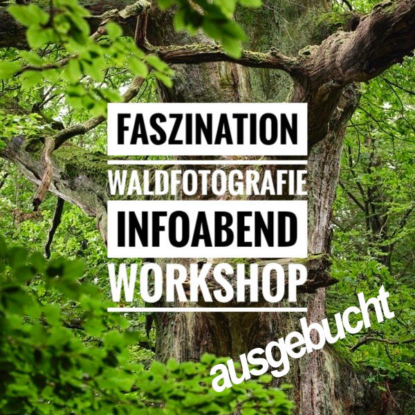 <b> Faszination Waldfotografie: </b> von faszinierenden Details bis zu beeindruckenden Gesamtaufnahmen