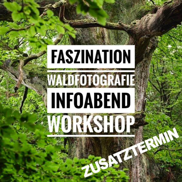 <b> ZUSATZTERMIN: Faszination Waldfotografie: </b> von faszinierenden Details bis zu beeindruckenden Gesamtaufnahmen