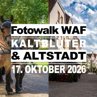 <b> Fotowalk in Warendorf: Landgestüt, Kaltblüter und Altstadt </b> Pferde, historische Mauern und jede Menge Fotomotive <b>