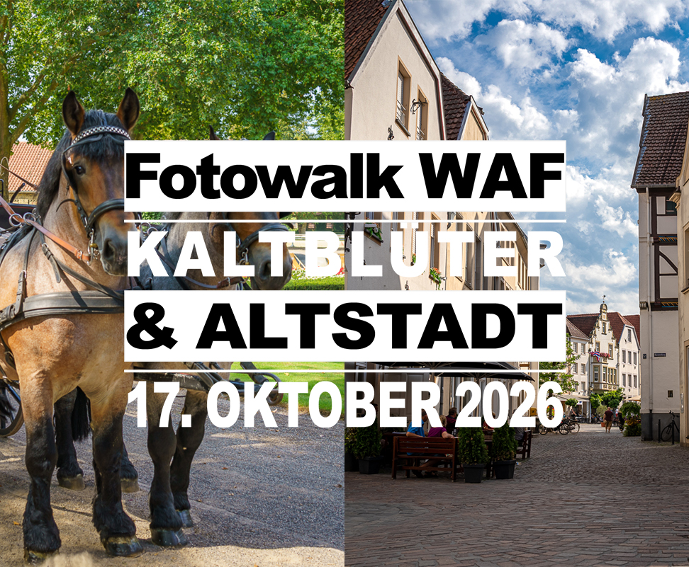 <b> Fotowalk in Warendorf: Landgestüt, Kaltblüter und Altstadt </b> Pferde, historische Mauern und jede Menge Fotomotive <b>